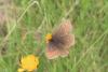 Erebia alberganus